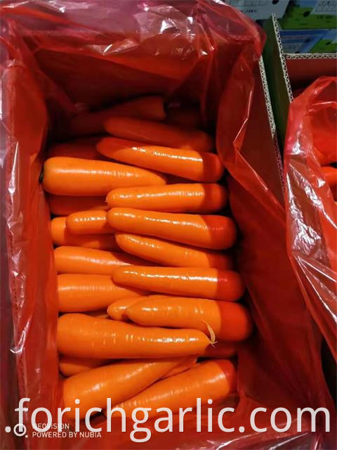 New Crop Carrot